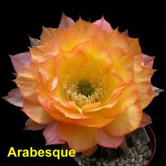 Arabesque.4.2.jpg 